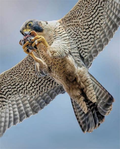 Peregrine Falcon Falco Peregrinus In Pet Birds Nature Birds