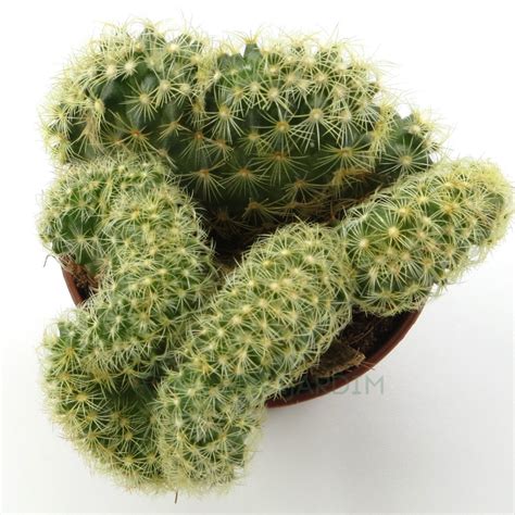 Mammillaria Elongata Cristata Pavijardim