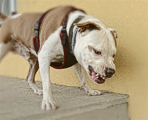 Chien Qui Grogne Pourquoi Et Que Faire Quand Mon Chien Agresse