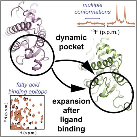 Defining A Canonical Ligand Binding Pocket In The Orphan Nuclear