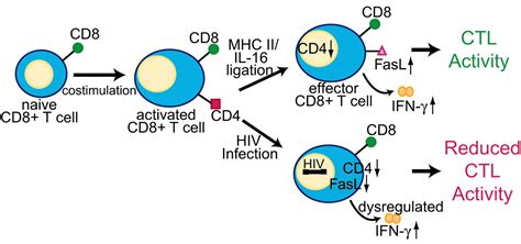 Cd4 On Cd8 T Cells Directly Enhances Effector Function And Is A Target