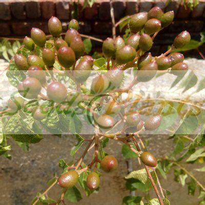 Curry Leaf (Murraya koenigii) - 5 Seeds/Berries - Tree | Seeds and Plants