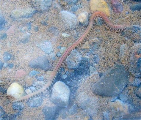 What Eats Bristle Worms Salt Water Coral Tank