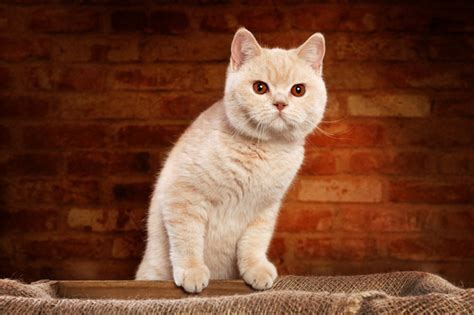 British Shorthair Cat Breed Information Cat Breeds At Thepetowners