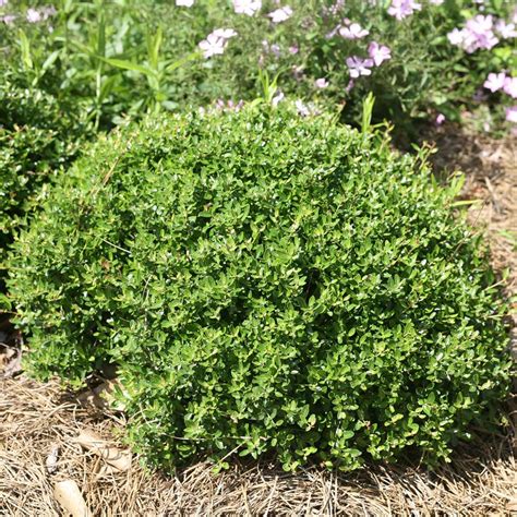 Ilex Vomitoria Nana Spring Meadow Wholesale Liners Spring