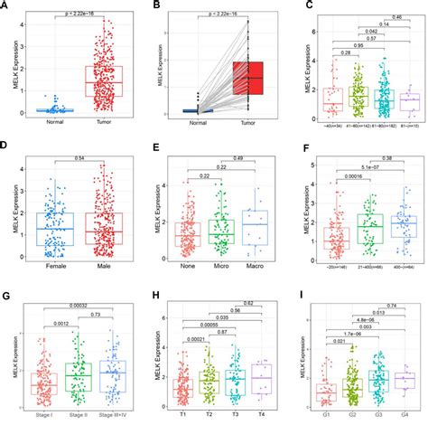 Frontiers Comprehensive Analyses Of Melk Associated Cerna Networks