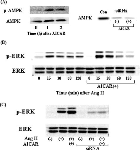 Activation Of Amp Activated Protein Kinase Enhances Angiotensin Ii