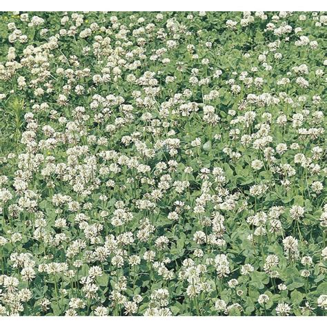 Clover Ground Cover at Lowes.com