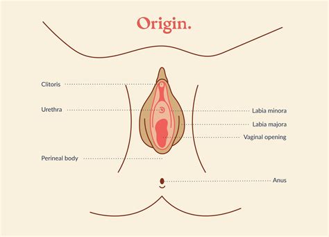 Itchy Vulva For Months It Could Be Your Pelvic Floor Origin