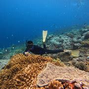 Depuis Nusa Penida Sites De Plong E Avec Masque Et Tuba Avec Les