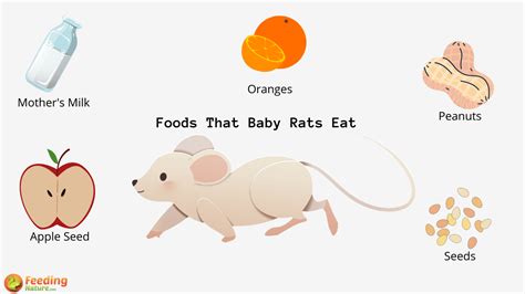 What Do Baby Rats Eat? - Feeding Nature