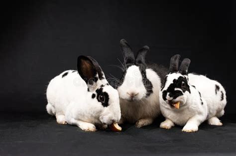 Conejos Mini Rex Y Conejo Domesticado Aislados En Fondo Negro Imagen De