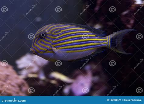 Lined Surgeonfish Blue Banded Surgeonfish Pyjama Tang Striped