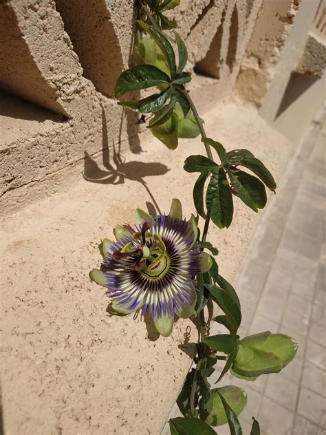 Passiflora Caerulea Or Passion Flower Is An Tropical Climbing Plant