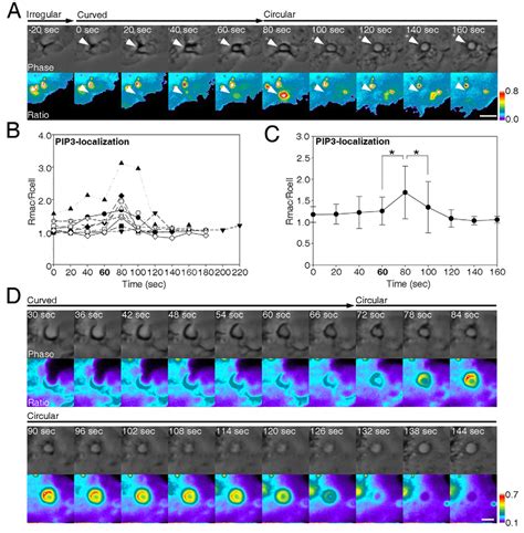 PtdIns 3 4 5 P 3 Dynamics During Macropinosome Formation A