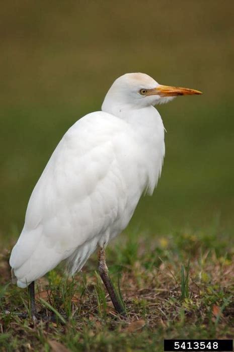 Cattle Egret