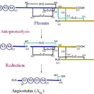 Molecular model for AIIt plasmin reductase function. Plasmin catalyzes... | Download Scientific ...