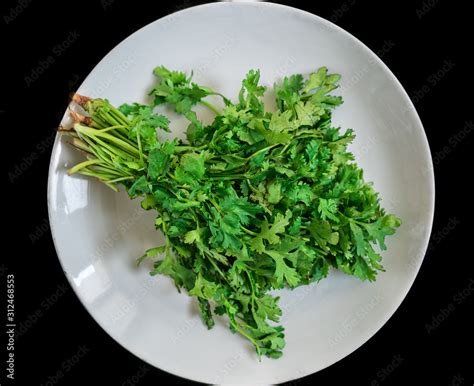 Freshly plucked green coriander plant leaves kept in a white plate isolated image in black ...