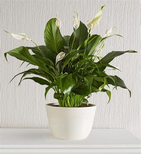 Peace Lily Plant from 1-800-FLOWERS.COM