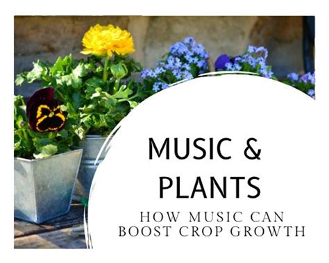 Does Music Affect Plant Growth Sound Wave Gardening Techniques