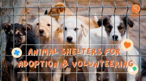 10 Animal Shelters In Malaysia For Adoption And Volunteering