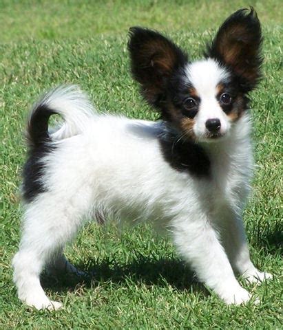 Papillon Dog Breed - Pictures, Information, Temperament ...