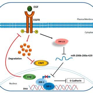 Proposed mechanism of ERβ mediated inhibition of EMT via EGFR