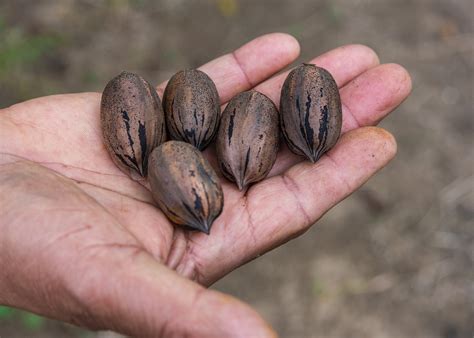 Late Freeze Then High Temps Drought Made For Poor Pecan Crop 23 The