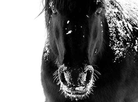 Black and white fine art horse photography. Close up of black