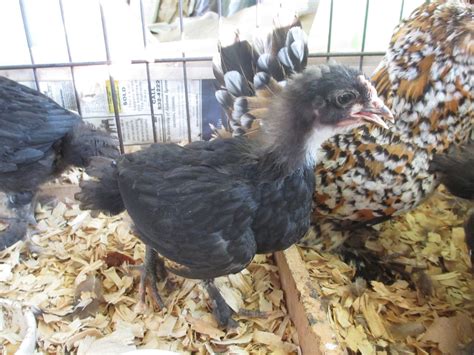 Black Copper Marans Time Progression Of Sexing Updated With Weeks 1 3 Pictures Page 2