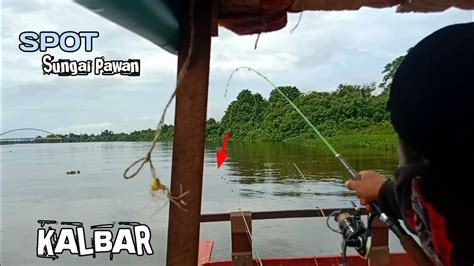 Mancing Udang Galah Disungai Pawan Kalimantan Barat Kota Ketapang