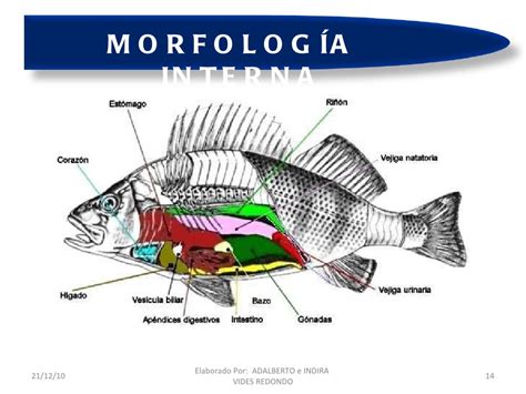 Anatomia Y Fisiolog A De Peces