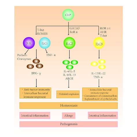 Effect Of Anti Cd Antibody Mediated Depletion Of Ilcs And Duration Of