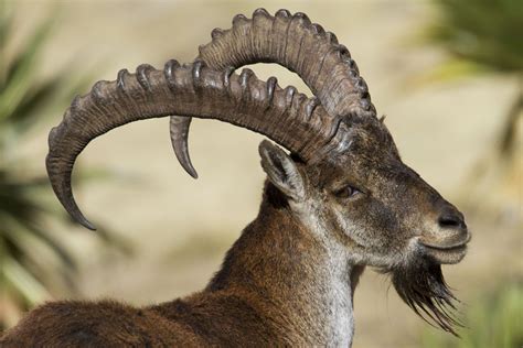 Ibex beauty! | Walia ibex, Magnificent beasts, National parks trip