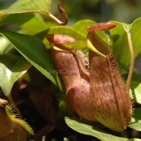 Carnivorous Assortment Terrarium Plants 2 Pots 3 Pack Glass Grown Aquatics