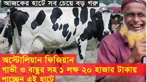 আজকের হাটে সবচেয়ে বড় গরু। অস্টোলিয়া যাতের গাভী ও বাছুর। বকনা গরুর