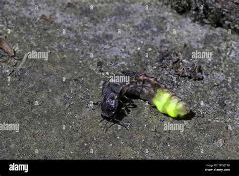 Glow-worm (Lampyris noctiluca) adult female, glowing, displaying ...