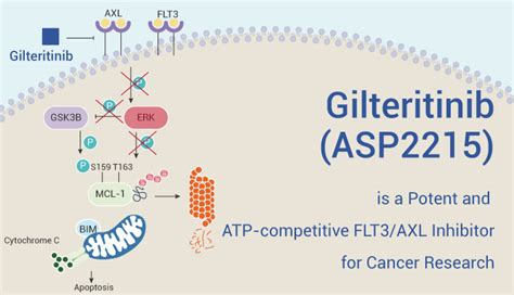 Gilteritinib Asp Is A Potent And Atp Competitive Flt Axl