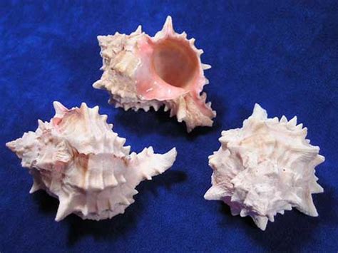 Pink Murex Sea Shells - Phyllonotus erythrostomus