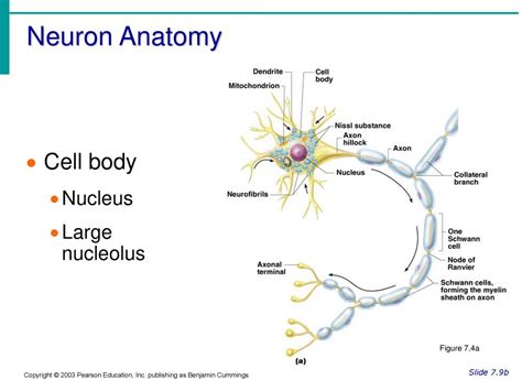 Nervous Tissue Neurons Ppt Download