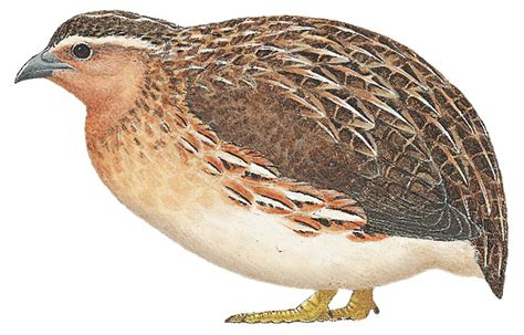 Japanese Quail / Coturnix japonica – World Bird Names