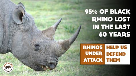 Helping Rhinos - Charity Extra