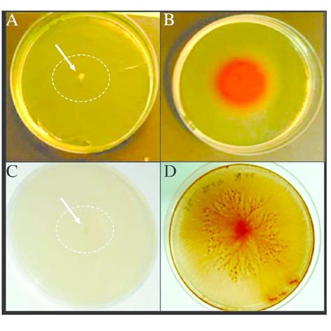 Growth Curves Of Vibrio Sp At Different Temperatures In Presence And