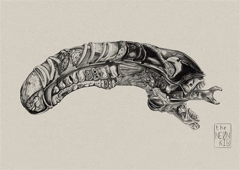 Xenomorph Anatomy 23.9.21 on Behance