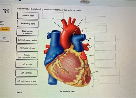 Solved Saved Correctly Label The Following External Anatomy