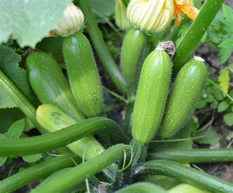 Vous Devez Absolument Tailler Les Plants De Courges Et Les Potirons Au