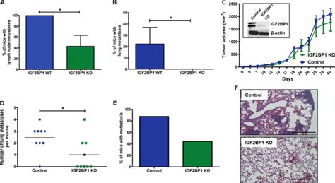 Extracellular Vesicle Dependent Effect Of Rna Binding Protein Igf2bp1