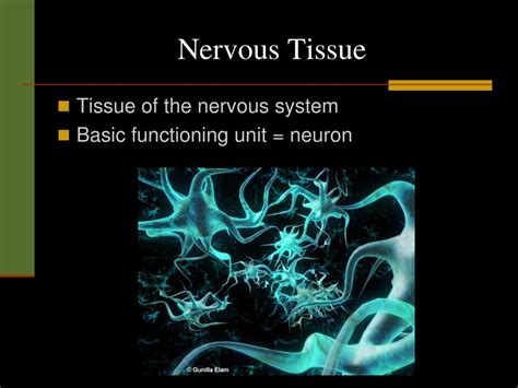 Nervous Tissue Diagram