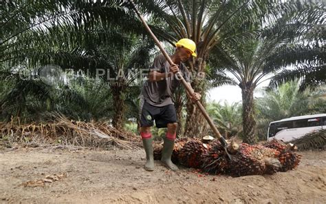 Globalplanetnews Petani Sawit Di Sumsel Menjerit Harga Tbs Anjlok