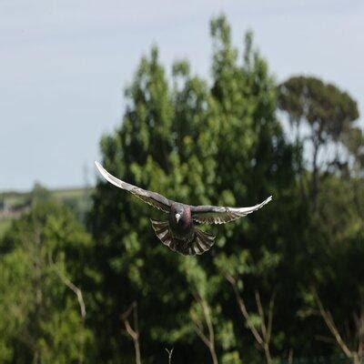 Tout N Est Pas Toujours Rose Pigeon Voyageur Portail De La